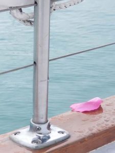 Burial at Sea on Lake Michigan from Adeline's Sea Moose
